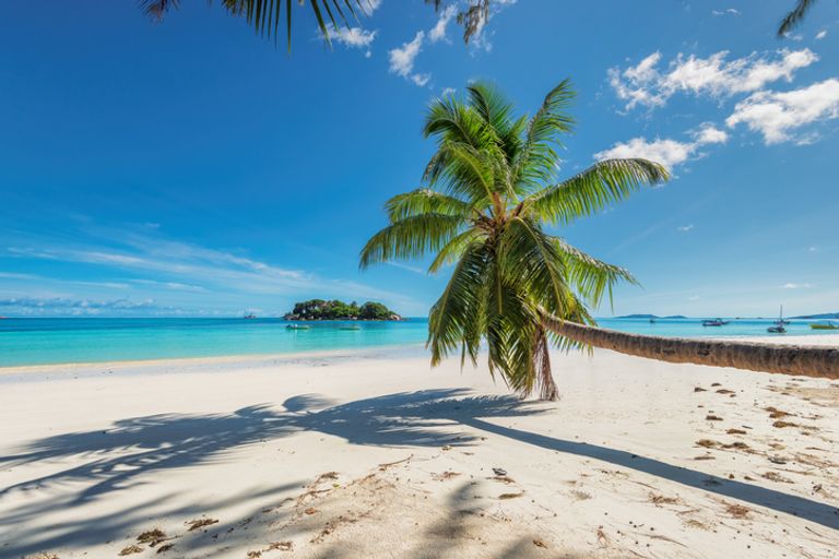 Coconut Palm Over The Paradise Beach