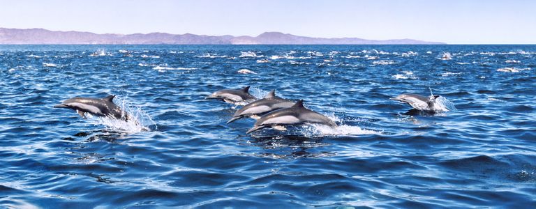 Dolphins in Baja California