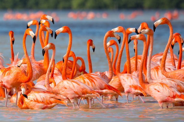 Flamingoes, Yucatan Peninsula