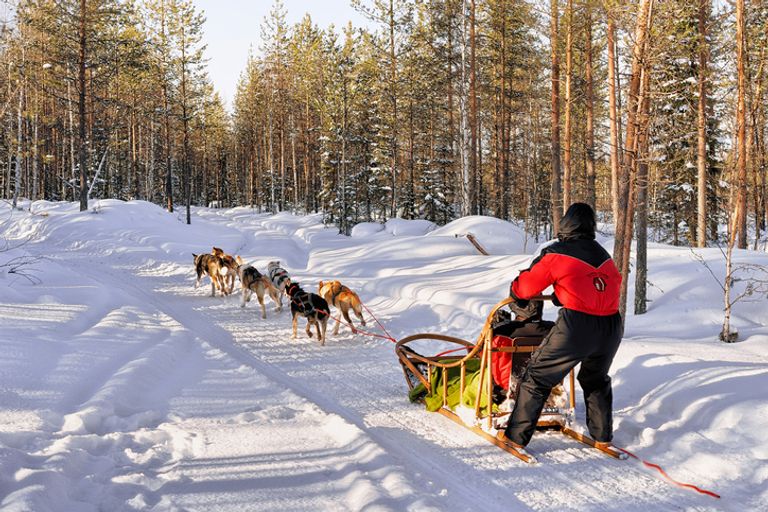 Dog sledding in snow