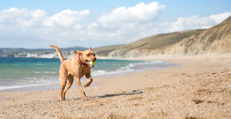 Dog on Beach cta