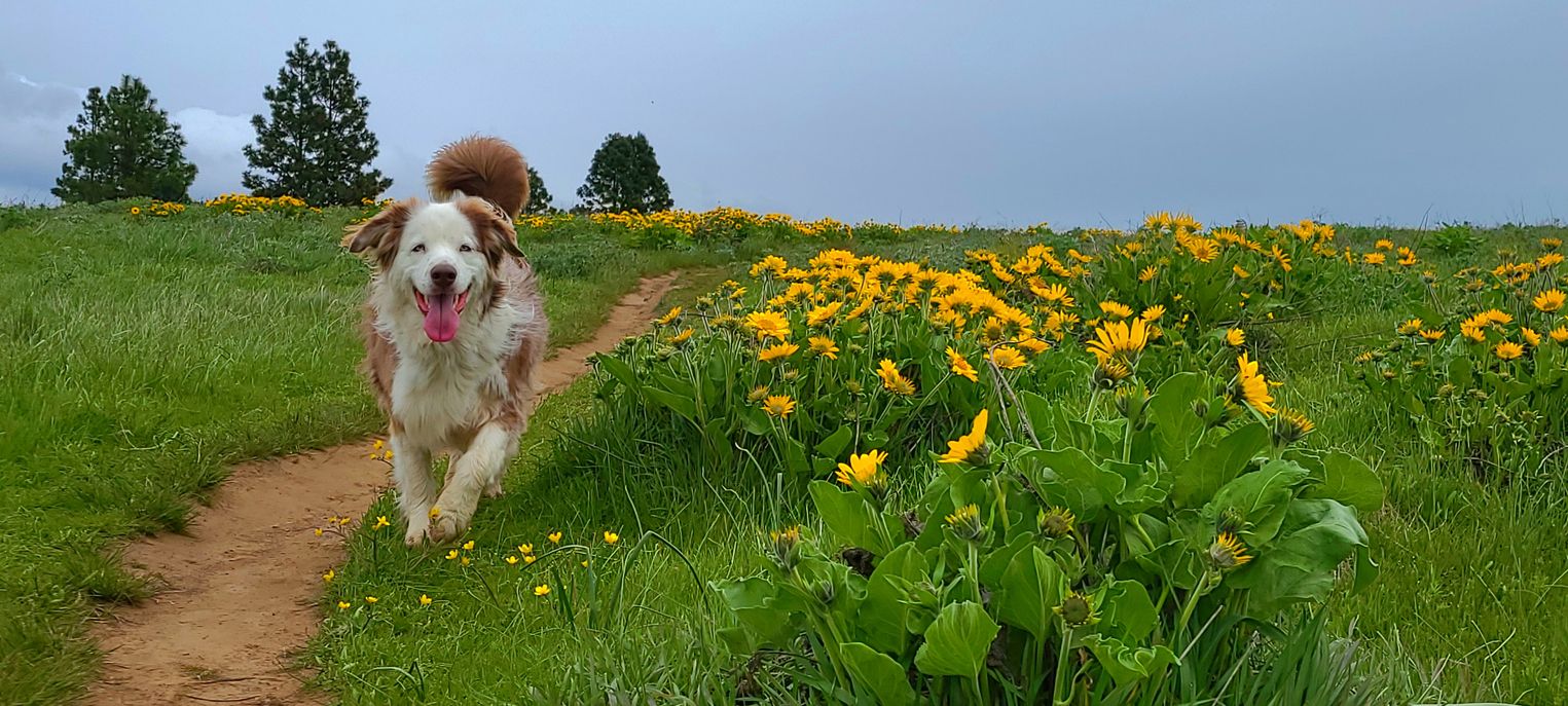 Dog friendly cottages UK